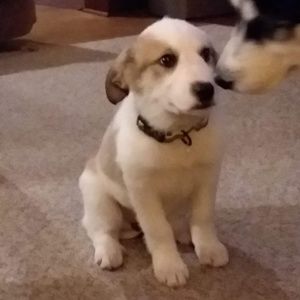 Meet your Posher, Sarah